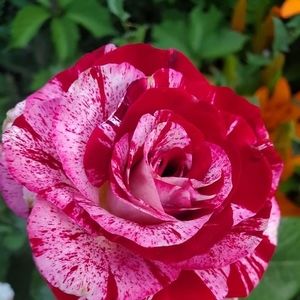 Meet your Posher, Sylvia